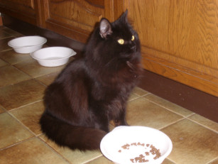 Chipie 2008.jpg (22 ko)